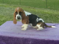 Sugar, a female Basset Hound for sale in Kansas City, MO – 1 of 5