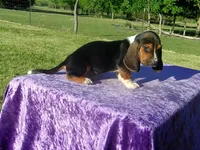 Oakley, a male Basset Hound for sale in Kansas City, MO – 5 of 5