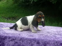Hazel, a female Basset Hound for sale in Kansas City, MO – 8 of 10