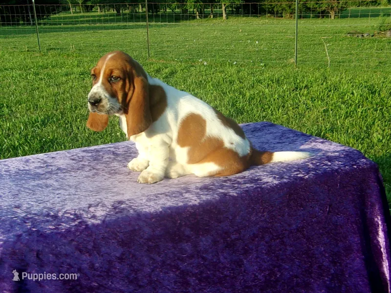 Dixie – Basset Hound puppy for sale in Kansas City, MO