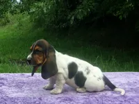 Hazel, a female Basset Hound for sale in Kansas City, MO – 3 of 10