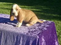 Shilo, a male Basset Hound for sale in Kansas City, MO – 8 of 8