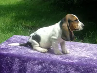 Rosie, a female Basset Hound for sale in Kansas City, MO – 4 of 8