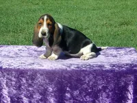 Betsy, a female Basset Hound for sale in Kansas City, MO – Photo 1 of 7