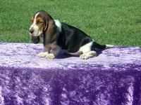 Betsy, a female Basset Hound for sale in Kansas City, MO – Photo 7 of 7