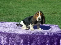 Betsy, a female Basset Hound for sale in Kansas City, MO – Photo 2 of 7