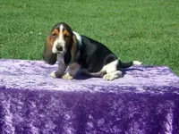 Betsy, a female Basset Hound for sale in Kansas City, MO – Photo 4 of 7