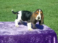 Betsy, a female Basset Hound for sale in Kansas City, MO – Photo 6 of 7