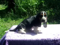 Hazel, a female Basset Hound for sale in Kansas City, MO – 3 of 9