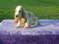 Jasmine, a female Basset Hound for sale in Kansas City, MO – 3 of 5