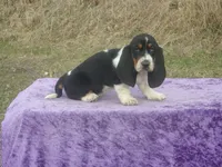 Diamond, a female Basset Hound for sale in Kansas City, MO – Photo 9 of 9