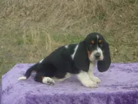 Diamond, a female Basset Hound for sale in Kansas City, MO – Photo 2 of 9