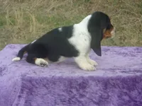 Diamond, a female Basset Hound for sale in Kansas City, MO – Photo 3 of 9