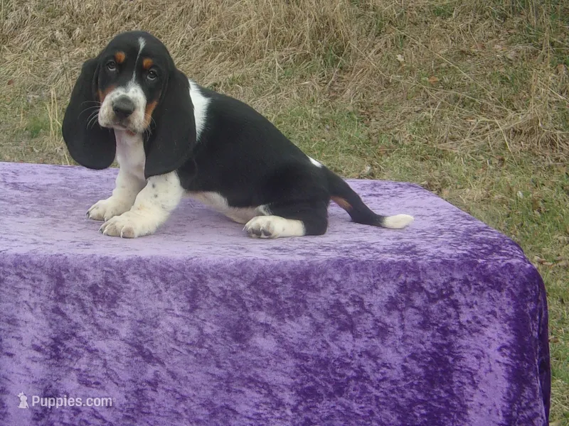Diamond – Basset Hound puppy for sale in Kansas City, MO
