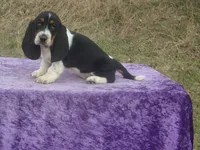 Diamond, a female Basset Hound for sale in Kansas City, MO – Photo 4 of 9