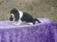 Diamond, a female Basset Hound for sale in Kansas City, MO – Photo 6 of 9