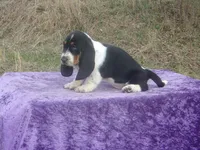 Diamond, a female Basset Hound for sale in Kansas City, MO – Photo 7 of 9