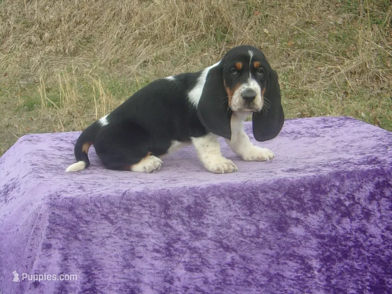 Diamond – Basset Hound puppy for sale in Kansas City, MO