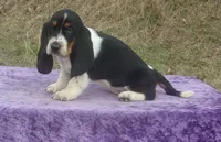 Diamond, a female Basset Hound for sale in Kansas City, MO – Photo 8 of 9