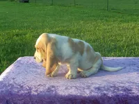 Jasmine, a female Basset Hound for sale in Kansas City, MO – 5 of 5