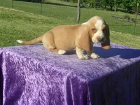 Truman, a male Basset Hound for sale in Kansas City, MO – 6 of 7