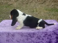 Betsy, a female Basset Hound for sale in Kansas City, MO – Photo 5 of 9