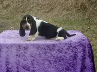 Betsy, a female Basset Hound for sale in Kansas City, MO – Photo 7 of 9
