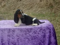 Betsy, a female Basset Hound for sale in Kansas City, MO – Photo 6 of 9