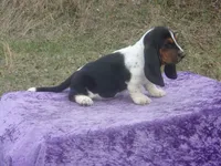 Betsy, a female Basset Hound for sale in Kansas City, MO – Photo 9 of 9
