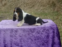 Betsy, a female Basset Hound for sale in Kansas City, MO – Photo 2 of 9