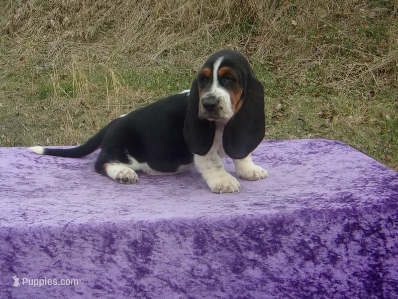 Betsy – Basset Hound puppy for sale in Kansas City, MO