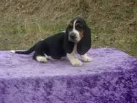 Betsy, a female Basset Hound for sale in Kansas City, MO – Photo 1 of 9