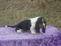 Betsy, a female Basset Hound for sale in Kansas City, MO – Photo 8 of 9