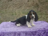 Betsy, a female Basset Hound for sale in Kansas City, MO – Photo 3 of 9