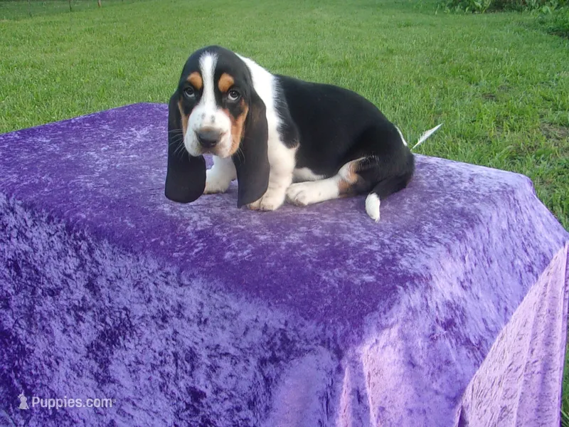 Thurman – Basset Hound puppy for sale in Kansas City, MO