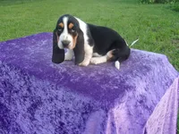 Thurman, a male Basset Hound for sale in Kansas City, MO – 1 of 8