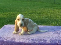 Jasmine, a female Basset Hound for sale in Kansas City, MO – 4 of 5