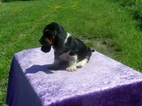 Cisco, a male Basset Hound for sale in Kansas City, MO – 5 of 10