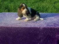 Bonnie, a female Basset Hound for sale in Kansas City, MO – 3 of 4