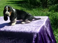 Hazel, a female Basset Hound for sale in Kansas City, MO – 5 of 9