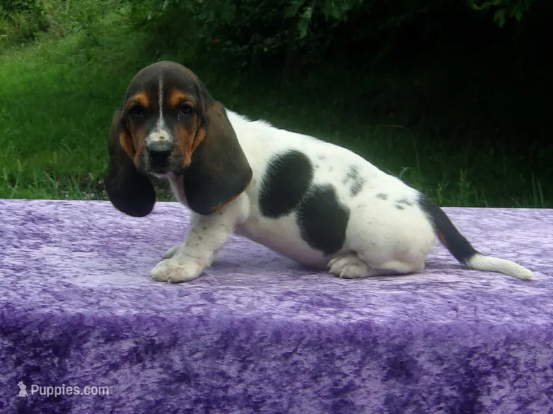 Hazel – Basset Hound puppy for sale in Kansas City, MO