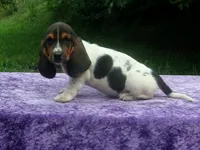 Hazel, a female Basset Hound for sale in Kansas City, MO – 1 of 10
