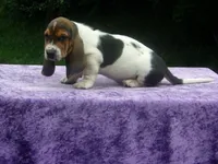 Sammie, a male Basset Hound for sale in Kansas City, MO – 3 of 7