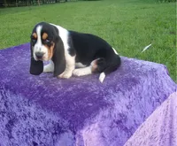 Thurman, a male Basset Hound for sale in Kansas City, MO – 7 of 8