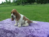 Dixie, a female Basset Hound for sale in Kansas City, MO – 2 of 6