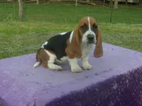 Sugar, a female Basset Hound for sale in Kansas City, MO – 4 of 5