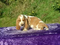 Abner, a male Basset Hound for sale in Kansas City, MO – 3 of 3