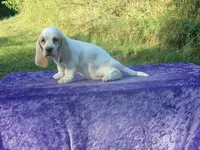 Sunny, a female Basset Hound for sale in Kansas City, MO – 7 of 9