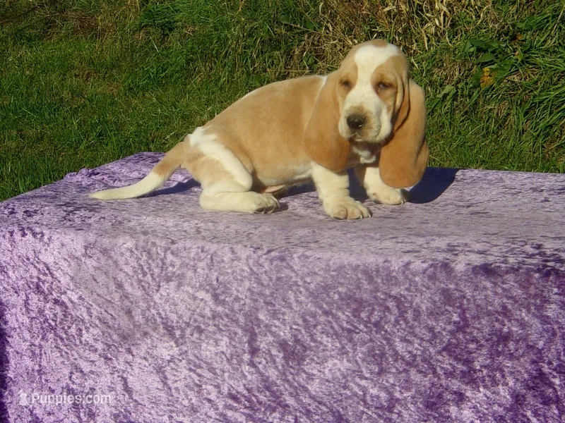 Bentley – Basset Hound puppy for sale in Kansas City, MO