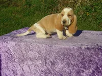 Bentley, a male Basset Hound for sale in Kansas City, MO – 1 of 8